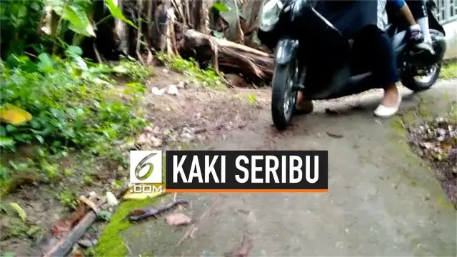 Demi menghindari kaki seribu yang melintas, emak-emak beserta dua anaknya terjatuh dari motor. Kecelakaan tunggal ini terjadi di Bukittinggi.