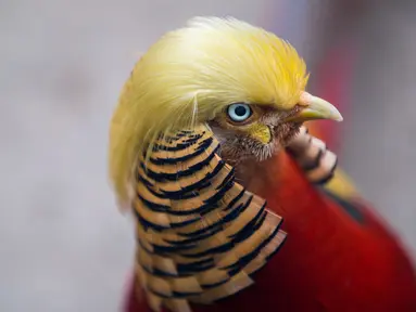 Seekor burung berjenis pegar emas terlihat di Hangzhou Safari Park, Provinsi Zhejiang, China, 13 November 2016. Burung yang dinamai Little Red itu mendadak jadi populer berkat gaya rambutnya yang mirip presiden terpilih AS Donald Trump. (REUTERS/Stringer)