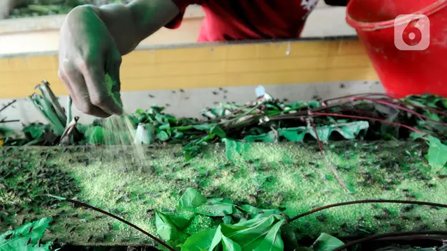 Budi Daya Jangkrik di Masa Pandemi
