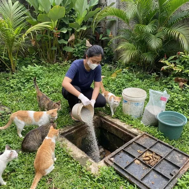 Cara Membuang Kotoran Kucing