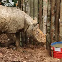 Foto yang dirilis WWF memperlihatkan seekor Badak Sumatera di tempat perlindungan di Kutai , Kaltim, Rabu (23/3). Keberadaan badak Sumatera di Kalimantan sempat dinyatakan punah karena terakhir kali terlihat 40 tahun lalu. (Ari Wibowo/WWF-INDONESIA/AFP)
