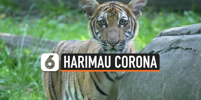 VIDEO: Kasus Baru, Harimau di New York Positif Corona