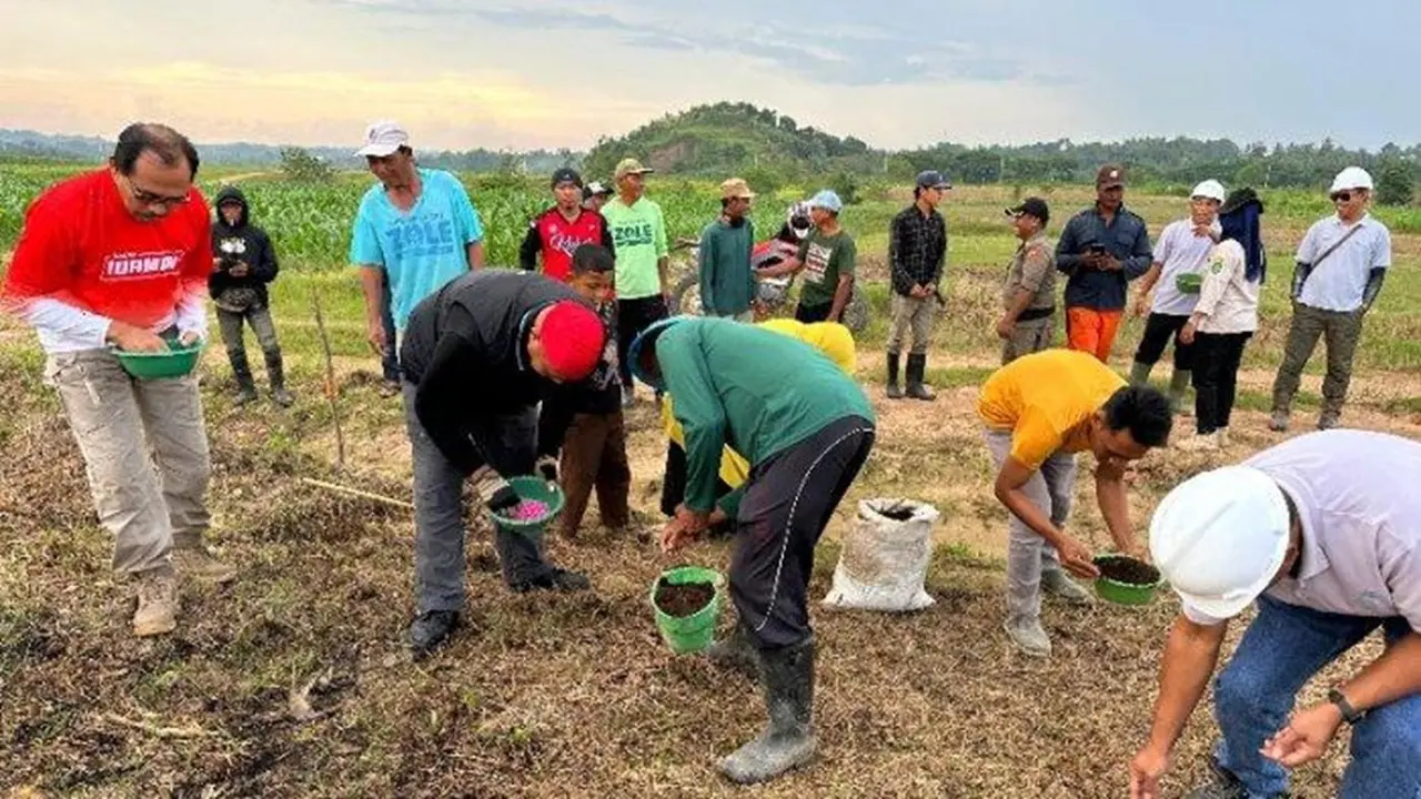Inovatif, Desa Embalut di Kukar Ubah Lahan Bekas Tambang Jadi Sentra Jagung Produktif