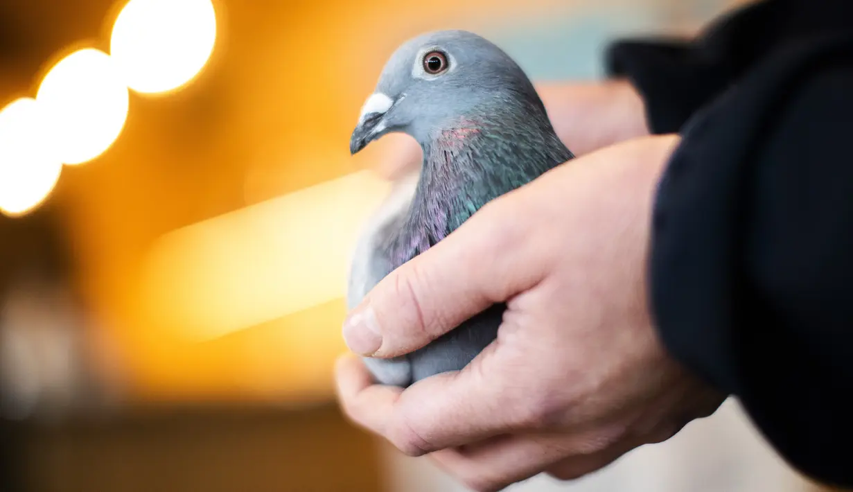 Karyawan Pipa, balai lelang Belgia untuk merpati balap, menunjukkan merpati bernama New Kim setelah dilelang di Knesselare pada 15 November 2020. Burung merpati berusia dua tahun itu menjadi burung termahal dengan harga mencapai Rp 26 miliar yang dibeli oleh miliarder China (AP Photo/Francisco Seco