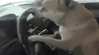 Kecelakaan Mobil, Gara-gara Anjing yang Mengemudi