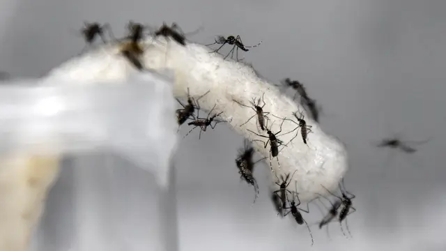 Peneliti: Wolbachia Mampu Menurunkan Angka Kasus DBD, Zika, dan Chikungunya (AFP Photo/Roslan R)