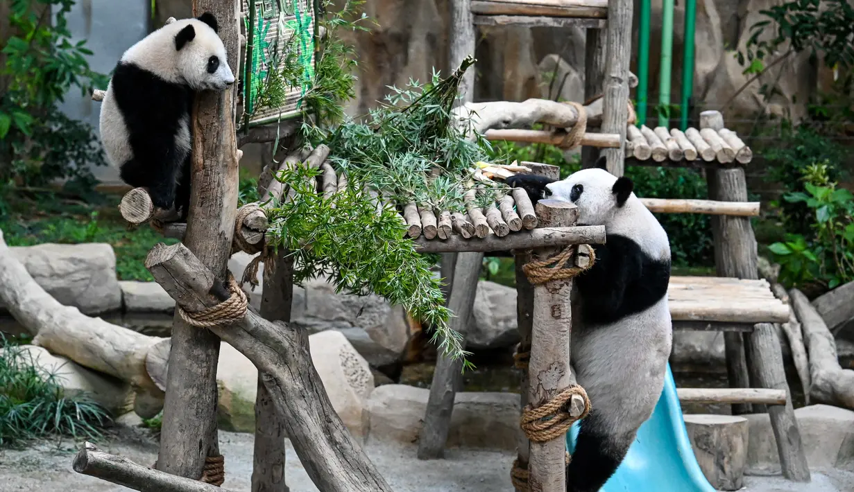 Panda betina Sheng Yi (kiri) bermain dengan ibunya Feng Yi (kanan) di dalam kandang panda di Kebun Binatang Nasional di Kuala Lumpur pada 25 Mei 2022. Setelah hampir setahun dilahirkan, anak ketiga pasangan panda gergasi Xing Xing dan Liang Liang dari China akhirnya diberikan nama - Sheng Yi yaitu keamanan dan persahabatan. (AFP/Mohd Rasfan)