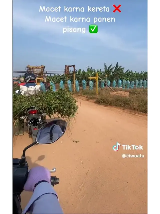 Viral Panen Pisang Unik Sampai Bikin Macet Jalan, Panjang Banget Bak Kereta