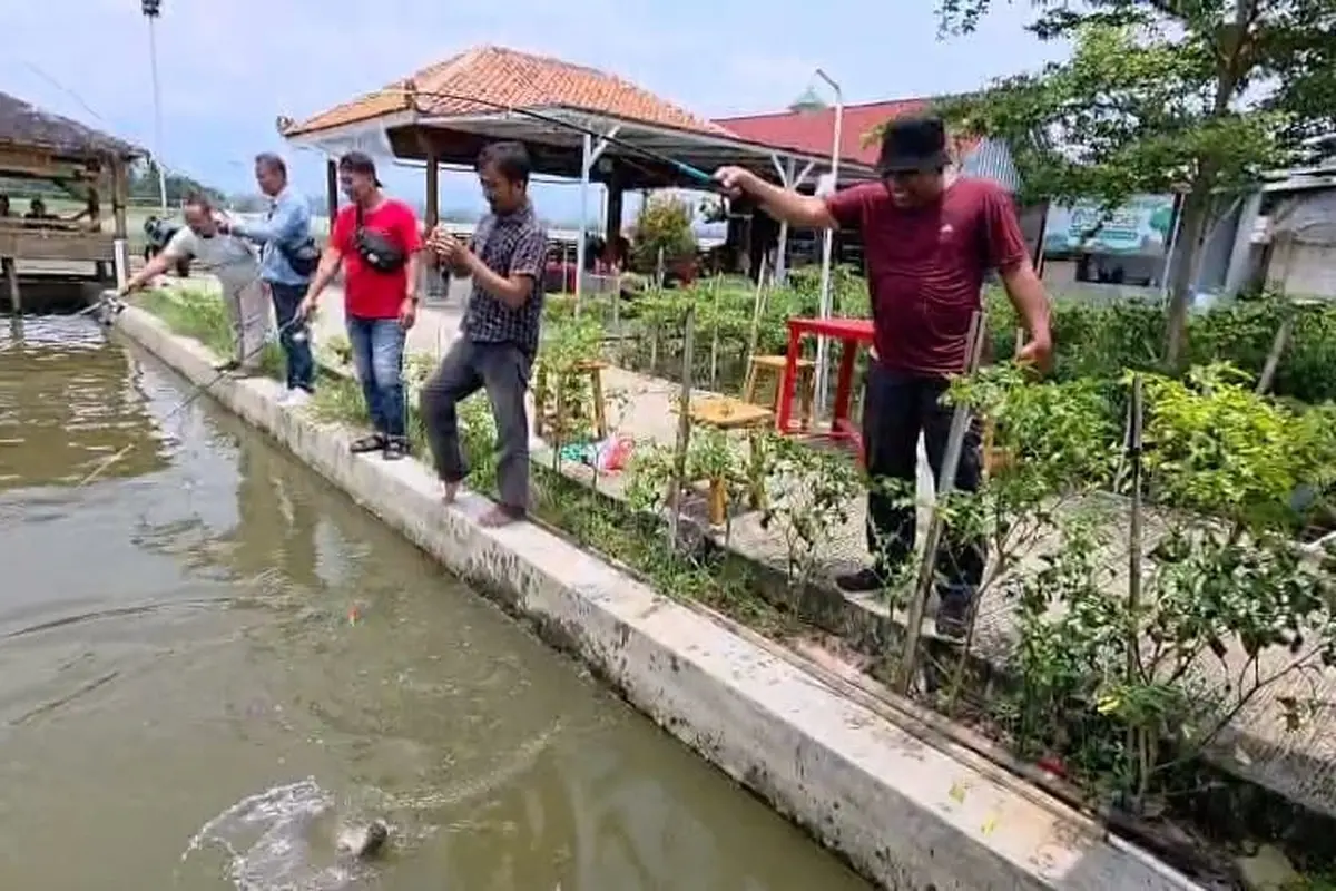 Cara Budidaya Ikan Ala BUMDes Kalipelus.