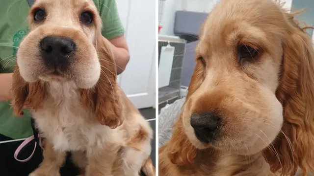 anjing disengat lebah
