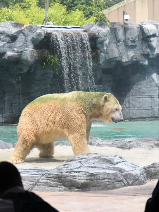 Aktivitas beruang kutub tua, Inuka saat berada di atas tempat tidur pasir dalam kandangnya di Kebun Binatang Singapura, Jumat (13/4). Inuka populer di kalangan pengunjung karena kejenakaannya saat main di kandang kolam renangnya. (Roslan RAHMAN/AFP)