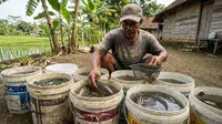 Panduan Lengkap Pakan Ikan Gabus Anakan untuk Pertumbuhan Optimal