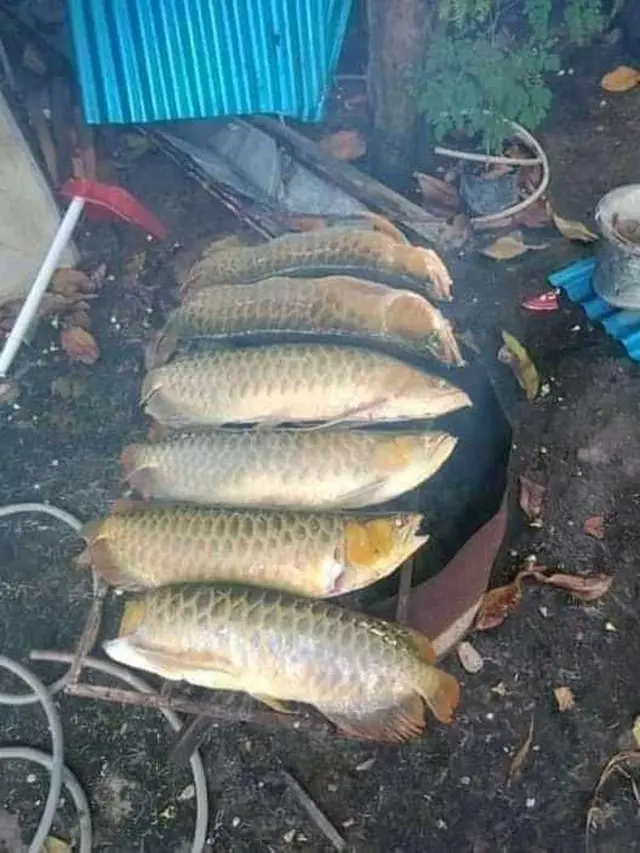 6 Momen Absurd Masak Arwana, Pencinta Ikan Hias Menangis Darah