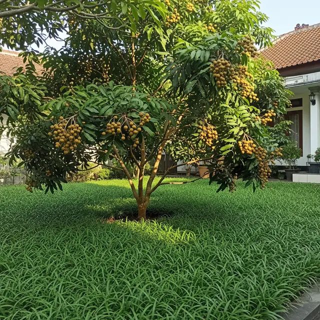 Pohon Buah yang Cocok untuk Halaman Rumah dengan Rumput Gajah Mini (Image by gemini AI)