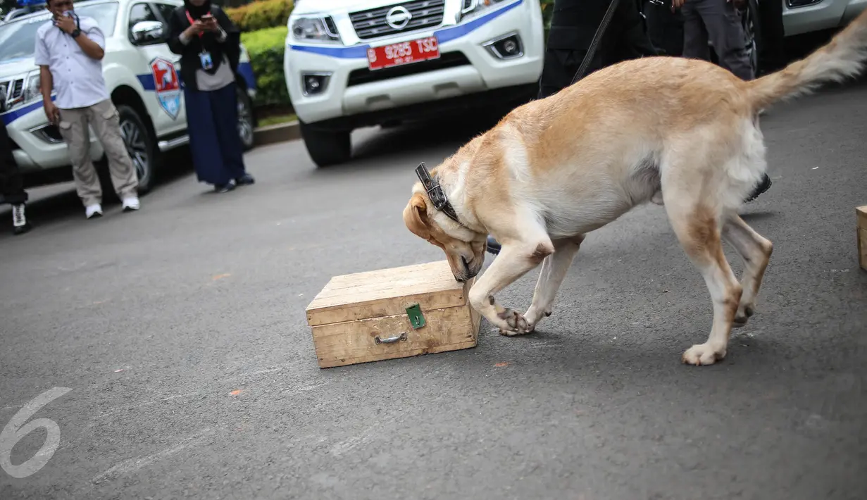 Seekor anjing unit k-9 menemukan barang bukti narkoba saat simulasi di Monas, Jakarta, Selasa (6/12). Pasukan K9 terdiri dari herder (German Shepherd), beagle, Belgian Malinois, dan lain-lain. (Liputan6.com/Faizal Fanani)
