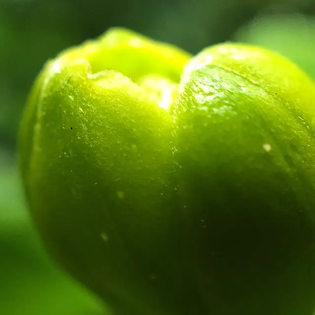 Foto dengan mode Microscope di Oppo Reno8 (Liputan6.com/Giovani Dio Prasasti)