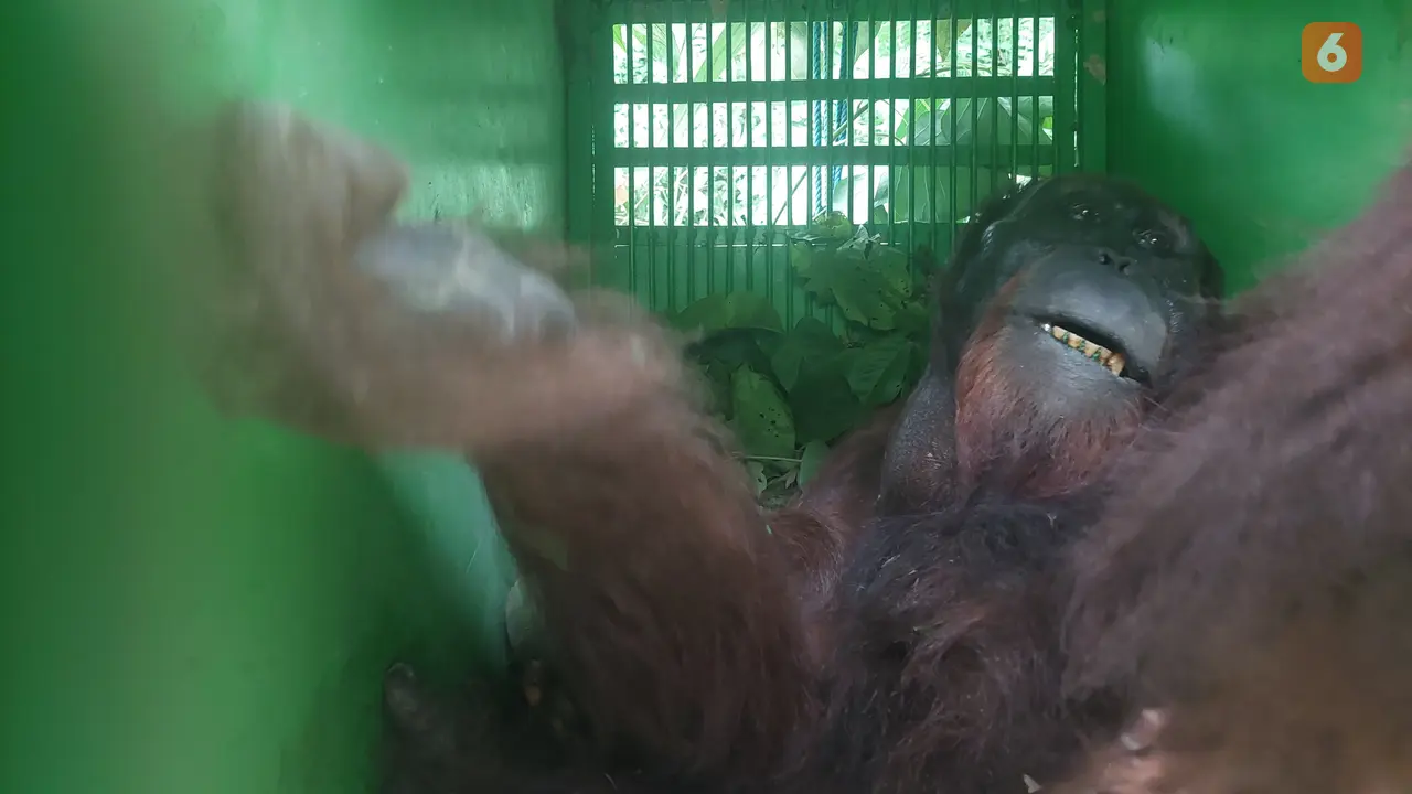 Orang Utan Translokasi