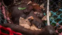 Napas Orangutan di Tengah Kepungan Asap Hutan Kalimantan
