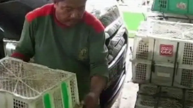 Sindikat Penyelundupan Ratusan Kukang