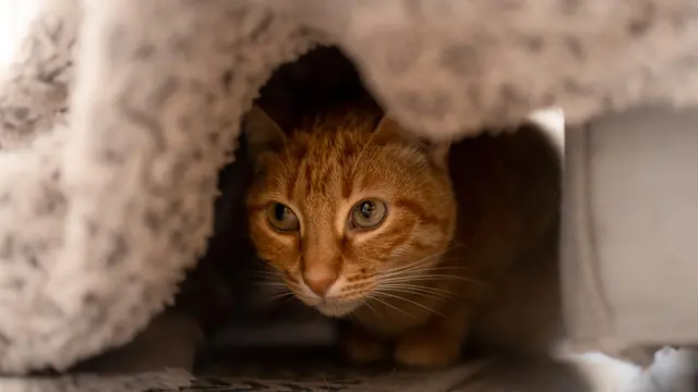 Kucing sembunyi