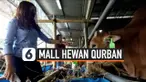 hewan qurban thumbnail