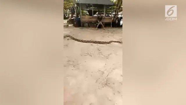 Seekor ular ditangkap dengan cara yang sadis oleh warga di Sulawesi.