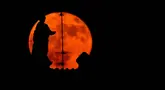 Bulan purnama, yang dikenal sebagai 'Bulan Stroberi', muncul di atas Fori Imperiali di pusat kota Roma, Italia, 11 Juni 2025. (Tiziana FABI/AFP)