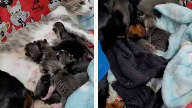 Gemas, Aksi Anjing Diam-Diam Cium Anak Kucing Saat Tidur Bikin Netizen Salut