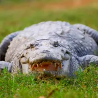 Niatnya ingin menunjukkan atraksi di sebuh kebun binatang. Tapi tiba-tiba sang buaya menggigit tangan sang pawang. 