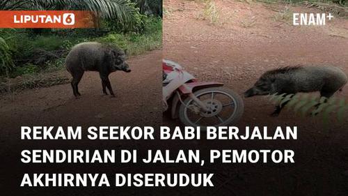 VIDEO: Rekam Seekor Babi Berjalan Sendirian di Jalan, Pemotor Akhirnya Diseruduk