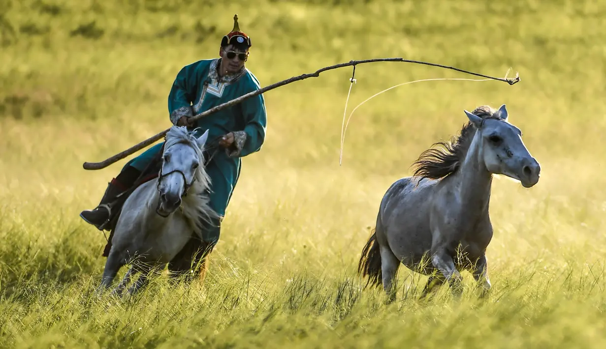 Seorang penggembala menangkap kuda dengan laso dalam atraksi budaya di sebuah pusat pembiakan kuda di Wilayah Ujimqin Barat, Xilin Gol, Daerah Otonom Mongolia Dalam, China utara, pada 31 Juli 2020. (Xinhua/Peng Yuan)