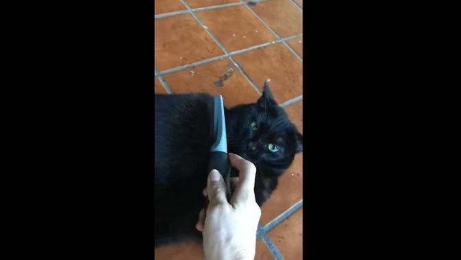 Kucing obesitas Laila (Screenshot video Facebook)