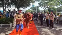 Sapi limosin kurban Jokowi untuk Masjid Al Akbar Surabaya disambut dengan karpet merah. (Dian Kurniawan/Liputan6.com)