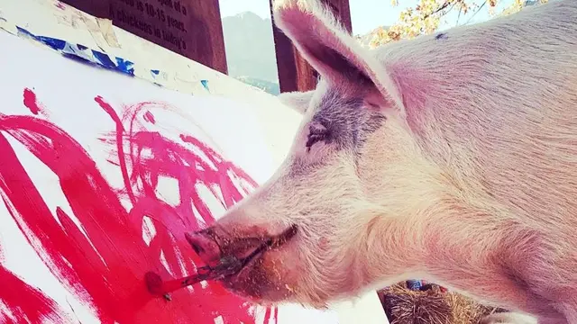 Pigcasso