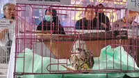 Polda Jabar Bongkar Perdagangan Burung Elang yang Dilindungi, 14 Ekor Diselamatkan