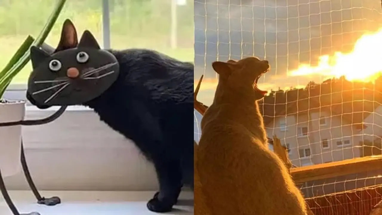 6 Momen Kebetulan Kucing Terjepret Kamera Ini Ciptakan Ilusi Optik