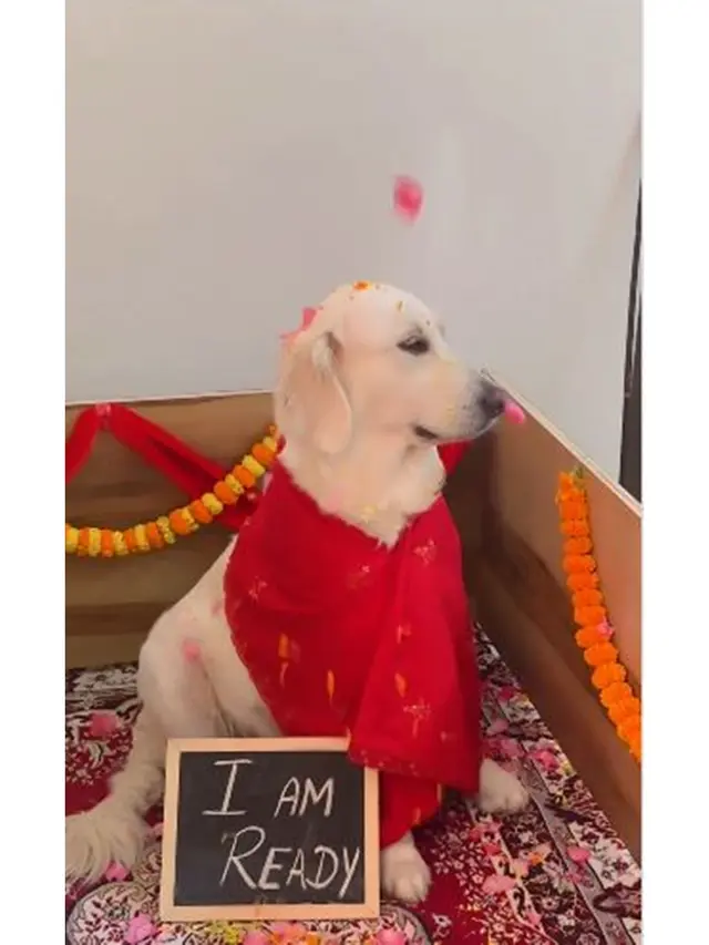 Wanita Beri Kejutan Baby Shower untuk Anjing Peliharaan, Ini 6 Potret Uniknya