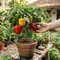 Cara Menanam Paprika dari Biji di Pot untuk Pekarangan Rumah agar Cepat Berbuah