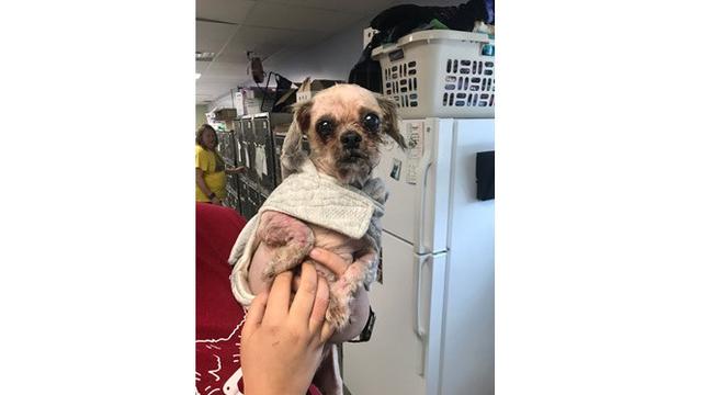 Anjing Ini Hampir Mati Karena Bulu Kusutnya, Ini 7 Potret Penyelamatannya