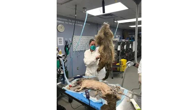 Anjing Ini Hampir Mati Karena Bulu Kusutnya, Ini 7 Potret Penyelamatannya
