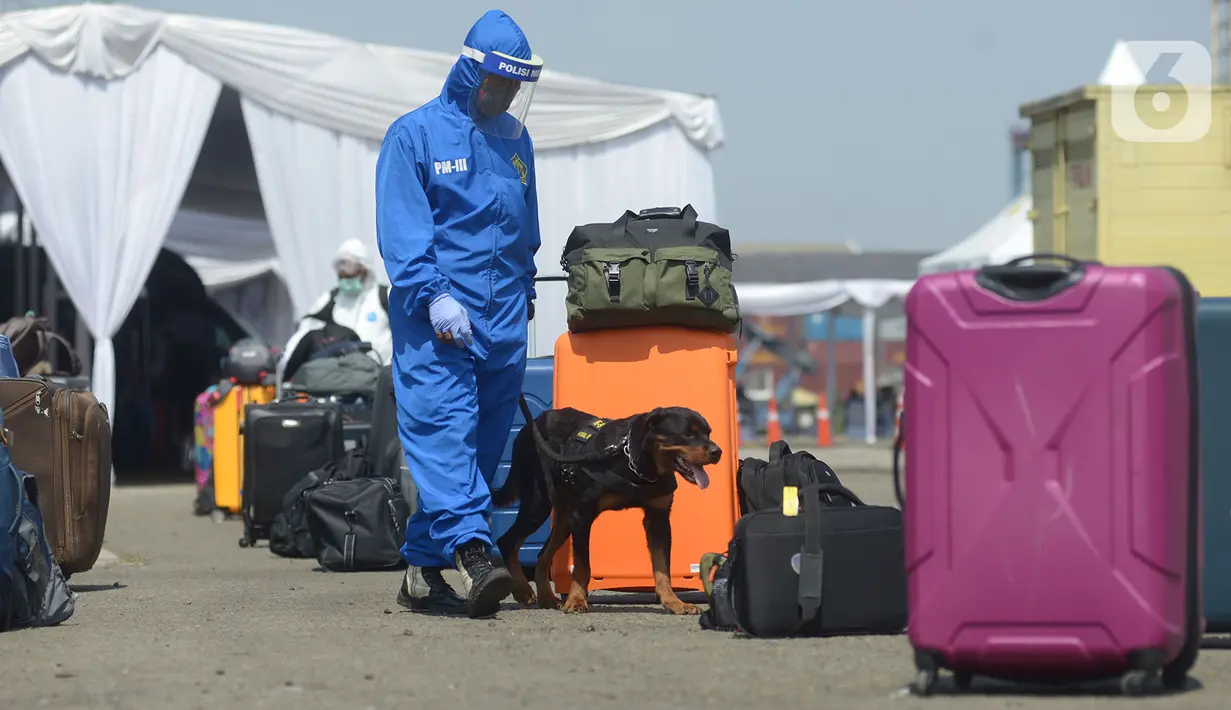 Petugas dibantu anjing pelacak memeriksa koper WNI ABK MV Eurodam di Pelabuhan JITC 2, Tanjung Priok, Jakarta, Rabu (17/6/2020). Evakuasi  870 WBI ABK MV Eurodam dibagi menjadi dua tahap gelombang. (merdeka.com/Imam Buhori)