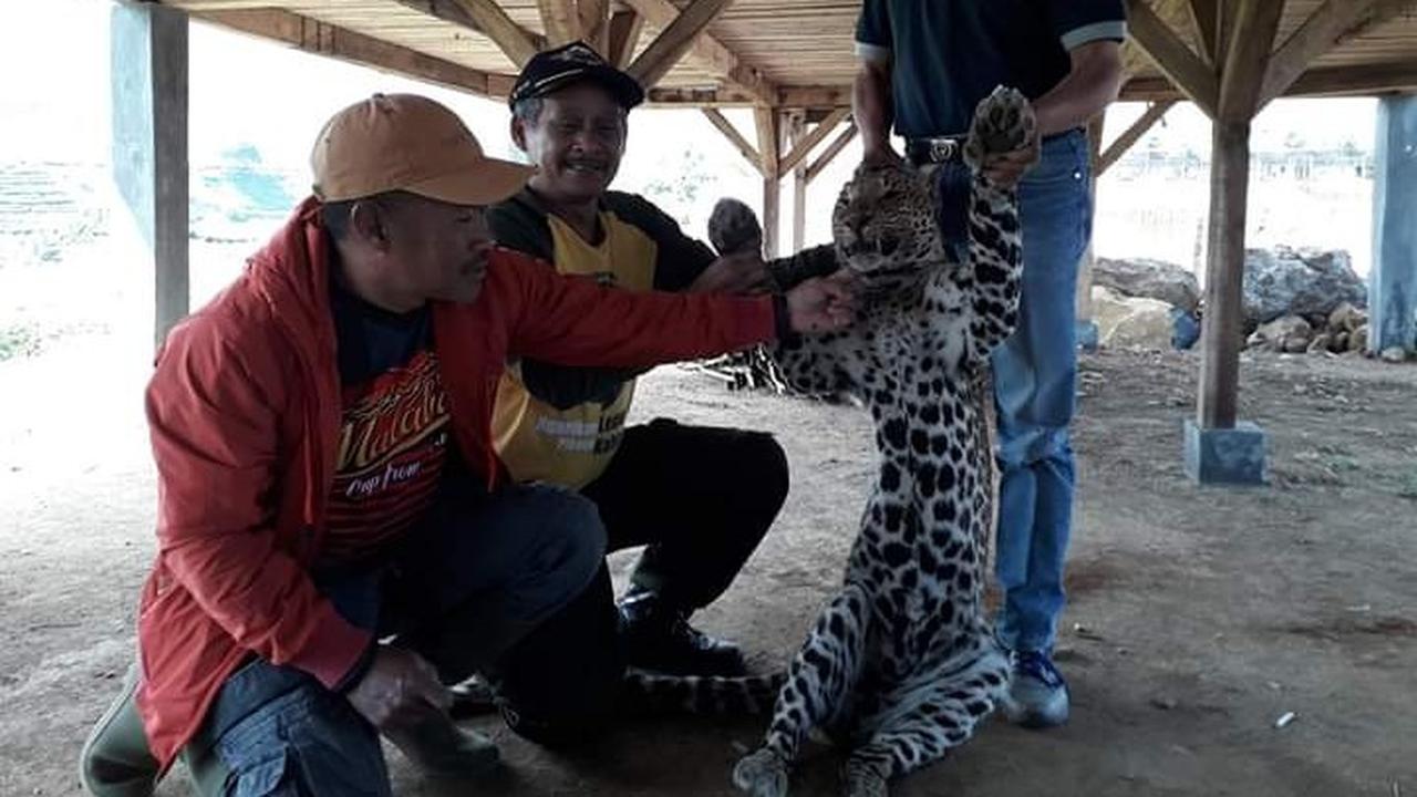 Macan tutul