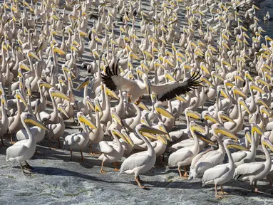 Pelikan putih besar menunggu untuk mencari ikan di Waduk Mishmar HaSharon, Lembah Hefer, Israel, Senin (8/11/2021). Ribuan pelikan yang sedang menuju Afrika berhenti di Waduk Mishmar HaSharon untuk makanan yang disediakan oleh otoritas cagar alam Israel. (AP Photo/Ariel Schalit)