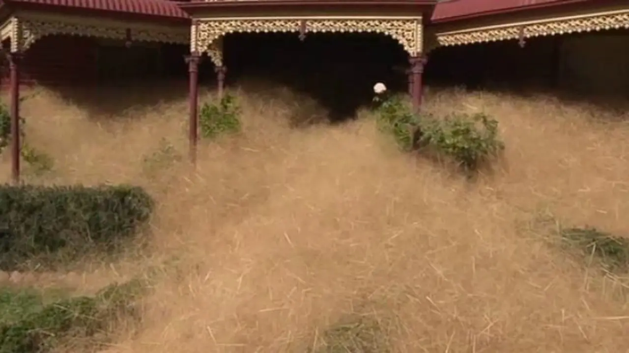Tumbuhan Ini Menenggelamkan Rumah Warga di Australia