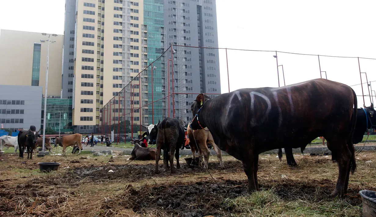 Kepala DLH DKI Jakarta Asep Kuswanto mengatakan, ecoqurban diharapkan dapat diterapkan mulai dari proses penyembelihan hewan kurban yang tidak mencemari lingkungan, hingga distribusi hewan kurban kepada penerima dengan menggunakan wadah yang ramah lingkungan. (Liputan6.com/Johan Tallo)