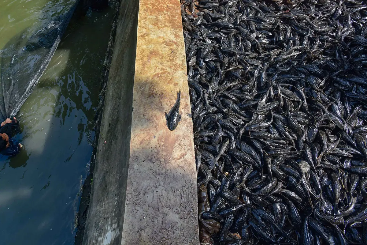 3 Ton Ikan Sapu-Sapu Terjaring dalam Operasi di Setu Babakan Jagakarsa