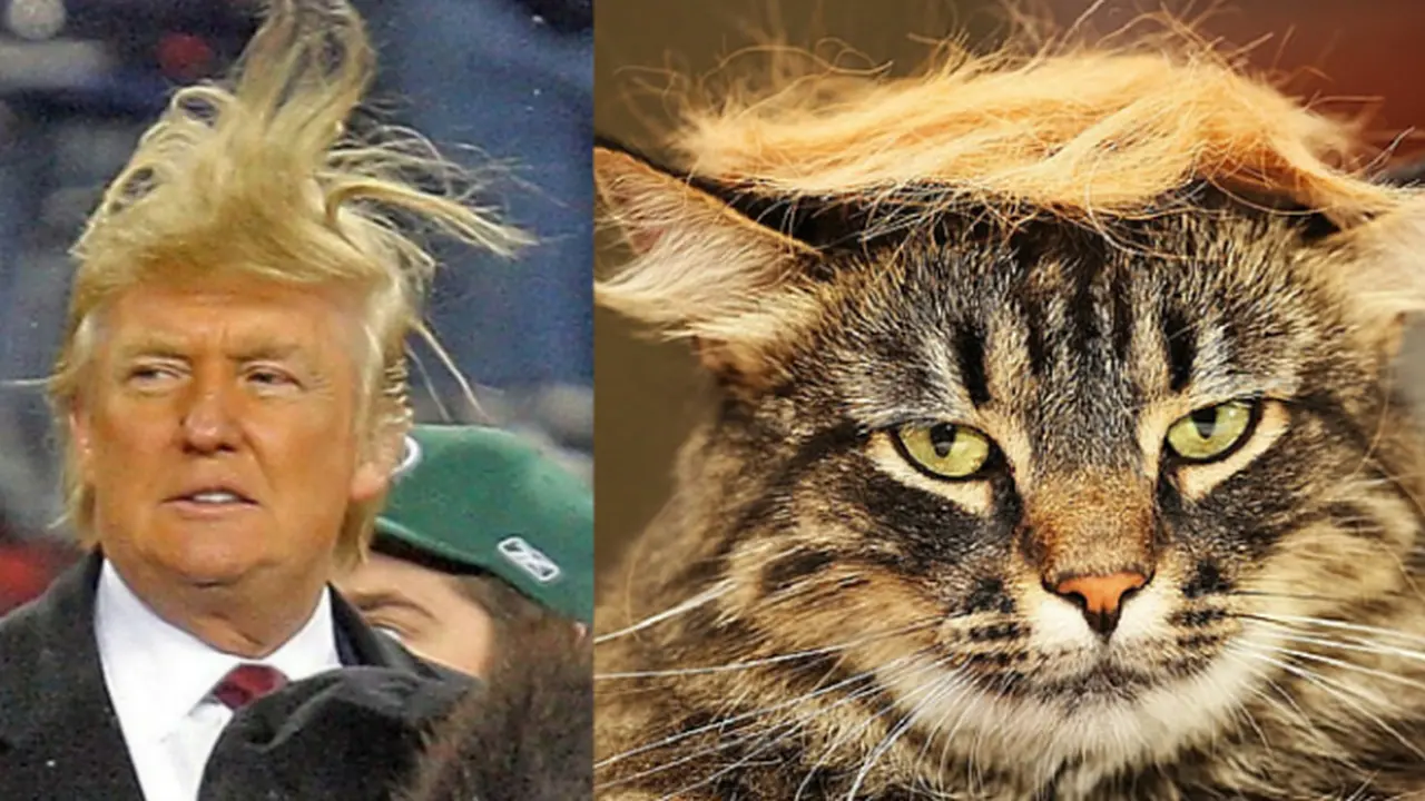 Kucing Berpenampilan Mirip Bakal Calon Presiden *OTW