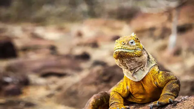 Iguana Darat