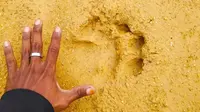 Jejak harimau sumatra yang ditemukan masyarakat di Desa Karya Indah, Kabupaten Kampar. (Liputan6.com/M Syukur)