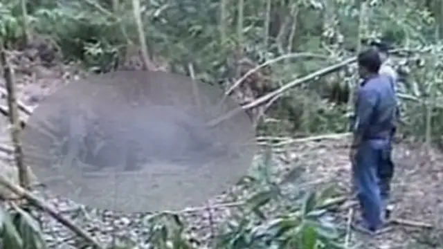 Induk dan Anak Gajah Riau Diduga Mati Diracun